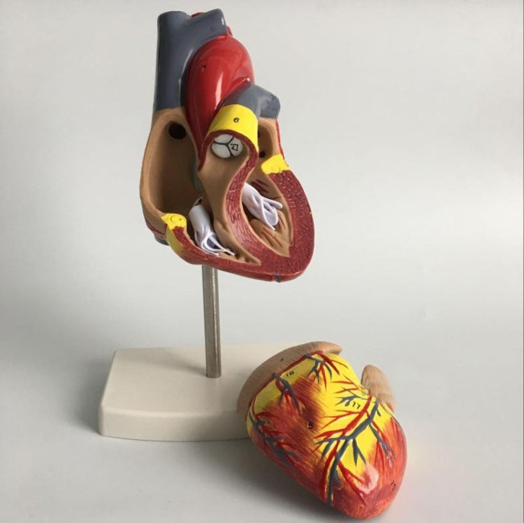 1: 1 Human Heart Anatomical Model  Cardiology Heart Anatomy Teaching Model with Number Mark - Teaching Resources by PMC TechLife | Online Shopping South Africa | PMC TechLife | Buy Now Pay Later Mobicred