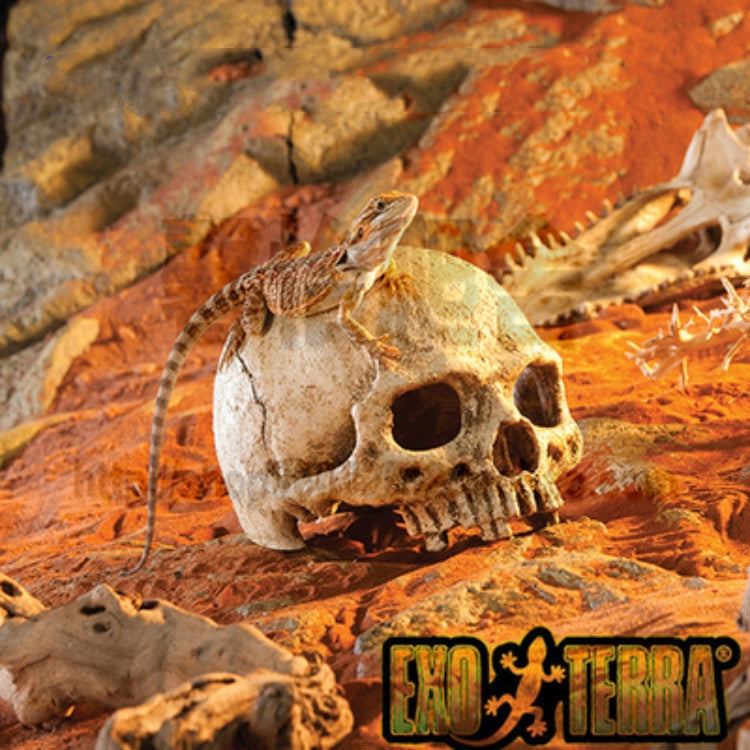 Fish Tank Aquarium Decoration Spider Lizard Snake Python Skull Breeding House Hiding Ornament(Pirate Skull) - Reptile Supplies by PMC TechLife | Online Shopping South Africa | PMC TechLife