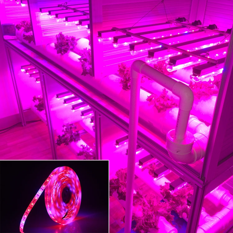 5m 300 LEDs SMD 5050 Full Spectrum LED Strip Light Fitolampy Grow Lights for Greenhouse Hydroponic Plant Waterproof(5 Red 1 Blue) - LED Grow Lights by PMC Jewellery | Online Shopping South Africa | PMC Jewellery